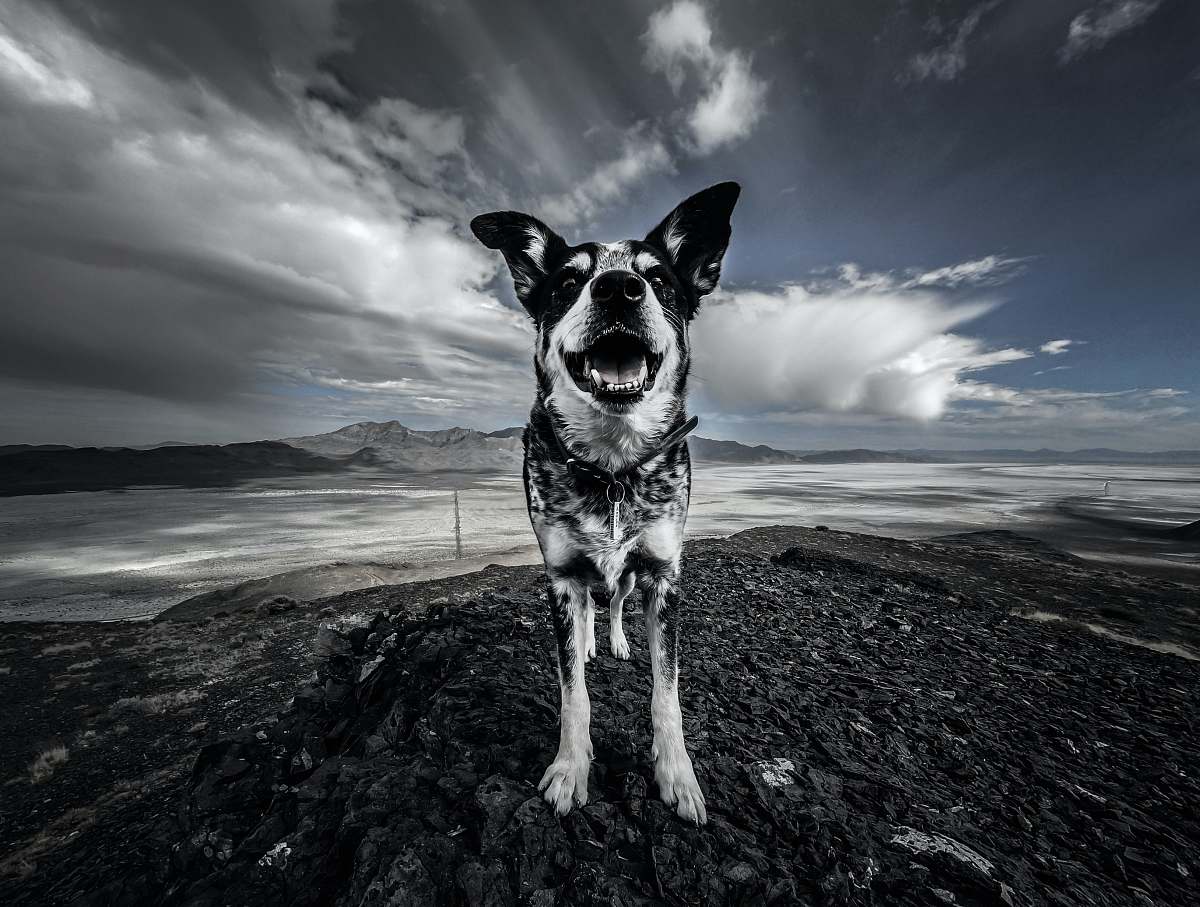 unnamed road close-up photography of black and white dog near open field during daytime wendover